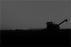 Mittsommer/Mitternacht auf dem Feld